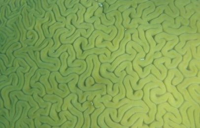 Why we are not computers: The case of memory