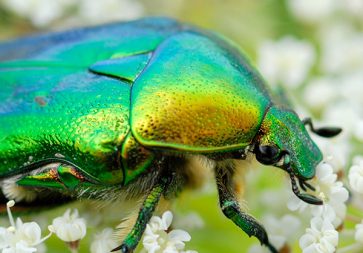 Dr Graeme Finlay – Why Biological Evolution Should Inspire Worship
