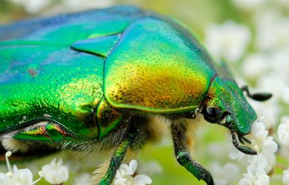 Why Biological Evolution Should Inspire Worship