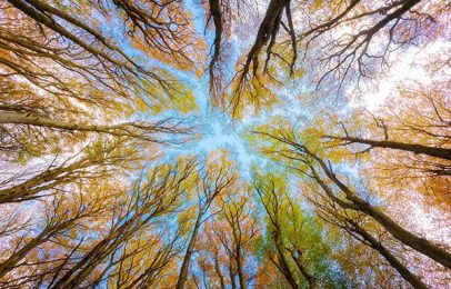 The Trees our Teachers: Lessons from Biblical History and Modern Landscapes